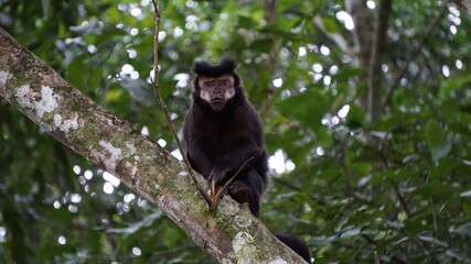 Tufted capuchin