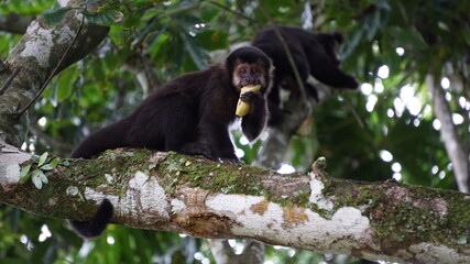 Tufted capuchin