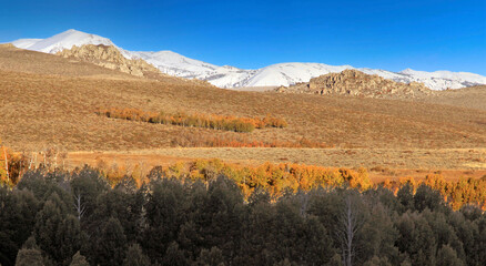 Autumn. California Eastern Sierra, along hwy 395, during an early morning road trip, I stopped to capture the golden yellow hues of the foothill pastures.