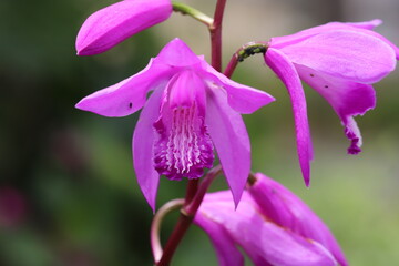 春の公園に咲くシランのピンク色の花