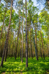 Summer spruce forest landscape in Siberia in Russia