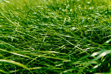 The texture of green grass surface for the background, grass field lawn pattern textured.