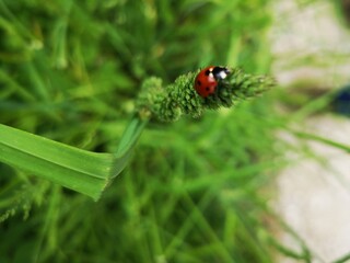 insecte - coccinelle