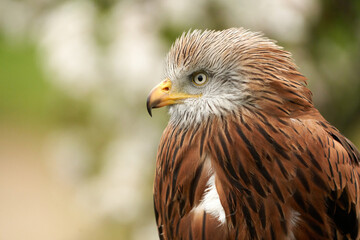 A head of a Red kite, bird of prey portrait,. In side view, yellow eye and beak. White blossom in the background