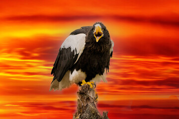 Steller's sea eagle sits on a stump against a dramatic red and yellow sky. The bird of prey looks down. Open beak