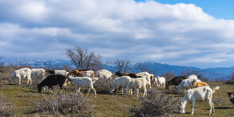 Obraz premium A herd of colorful goats grazes in the mountains in early spring. Panoramic photography