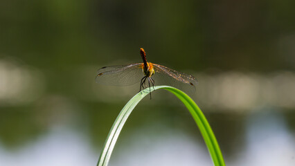 Red dragonfly, libellula depressa sitting on grass from back near pond, Czech republic
