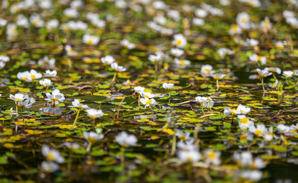 Field of white blossom water crowfoot, batrachium aquatile on small pond, Czech republic