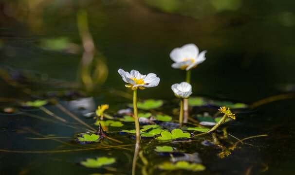 Detail of white blossom water crowfoot, batrachium aquatile on small pond, Czech republic