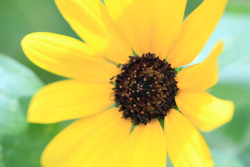太陽に愛され向日葵