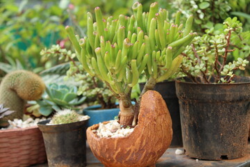 cactus in a pot