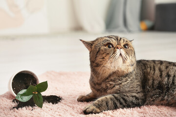 Cute cat and dropped pot with houseplant on carpet