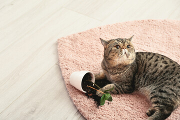 Cute cat and dropped pot with houseplant on carpet