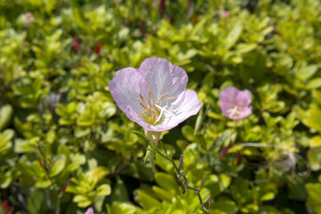 close up, beautiful photo of Oenothera speciosa also known as Pinkladies in front of green blurred background