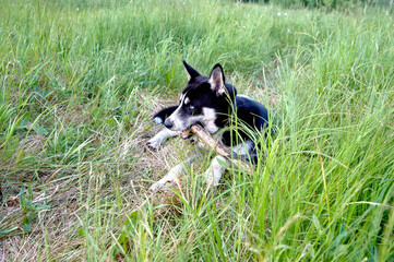 the husky is lying on the grass and gnawing on a stick