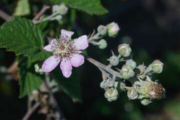 Blackberry flower blooming in summer with soft pink color,Wild berry on field , Italy.