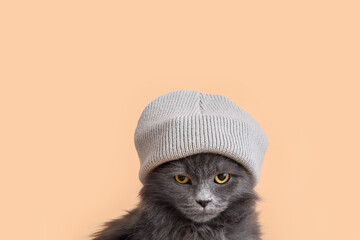 Cute cat in warm hat on color background