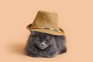 Cute cat in hat on color background