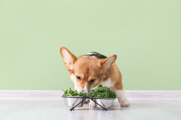Cute Corgi dog with herbs and vegetables near color wall