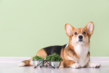 Cute Corgi dog with herbs and vegetables near color wall