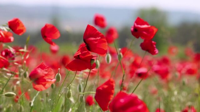 Poppy field - scarlet poppy flowers sway in the wind. Close-up buds. Summer rural landscape. Looped video.