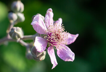 Blackberry flower blooming in summer with the last light of the day.Wild berry on field , Italy.