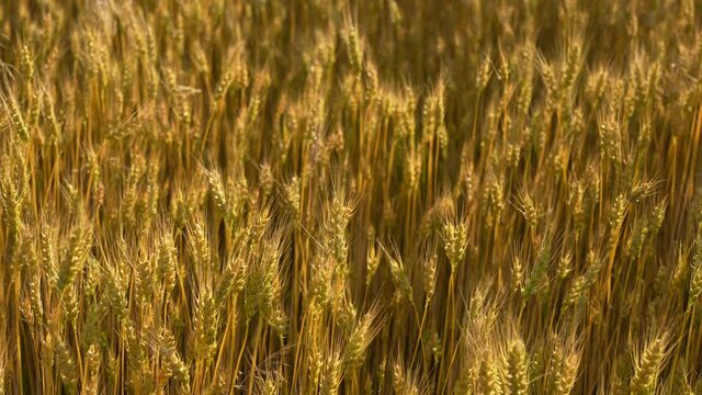 4k stock video footage of beautiful sunset golden landscape of sunny field of ripe wheat, rye or barley growing on countryside rural farmland