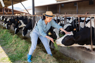 Fototapeta na wymiar Positive asian woman farmer working in cowshed, feeds cows with grass