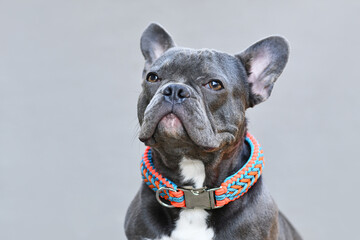 Portrait of black French Bulldog dog wearing a handmade paracord string collar