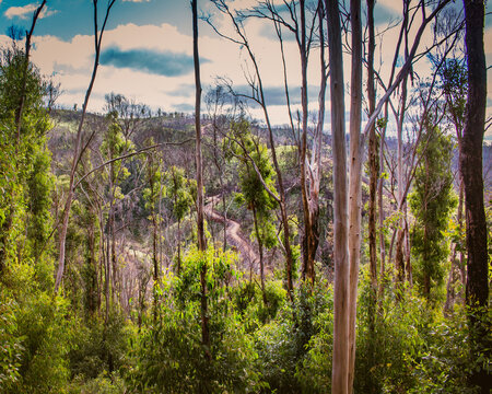 Forest Regrowth After Bushfire