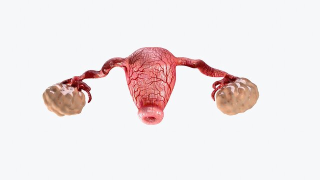 3D Illustration of the healthy womb and ovaries
