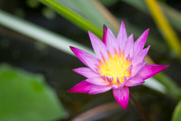 Purple Lotus flower in bloom early morning nature