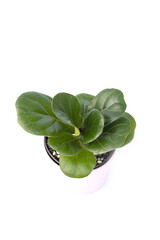 Ficus lyrata  In a pot