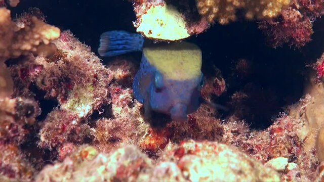 Bluetail Boxfish (Ostracion cyanurus) swimming under coral rock in the Red Sea
