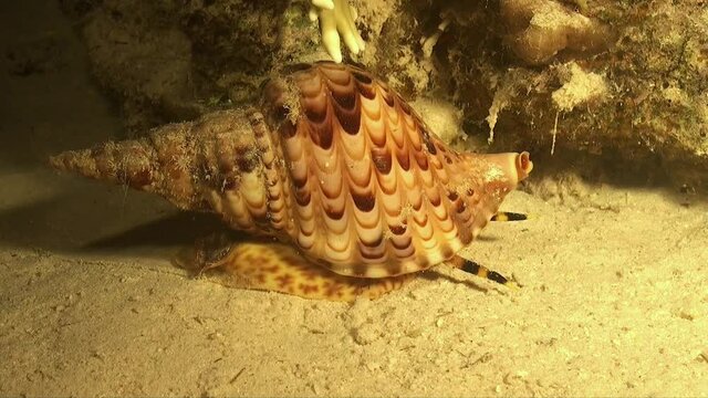 Triton Trumpet snail  searching for food at night on coral reef in the Red Sea