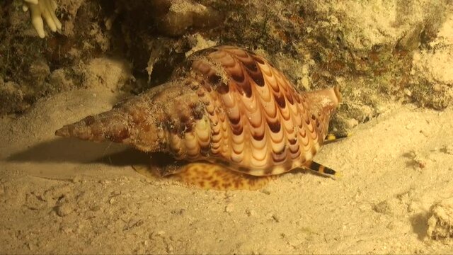 Triton's Trumpet snail (Charonia tritonis) gliding over reef at night in the Red Sea