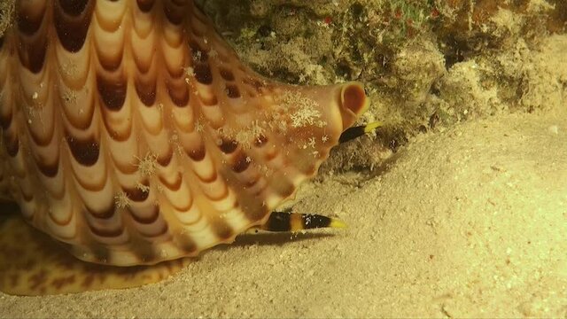 Triton's Trumpet snail close up of rhinophores and eye n coral reef at night
