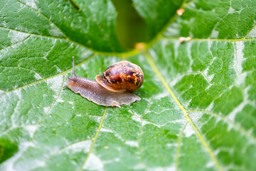A big snail in the garden after the rain
