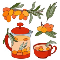 Hand drawn colorful branches of sea buckthorn. Vector illustration. Image of a teapot, glass, brewed tea from orange berries.