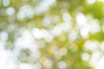 green bokeh abstract background