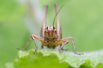 Platycleis nymph in the vegetation of a prairie