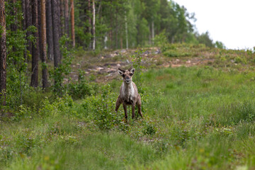 travel sweden and scandinavia - wildlife and wild animals, wild living reindeer is peeing