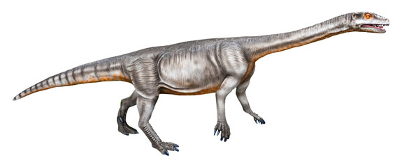 Massospondylus is a herbivore genus of Sauropodomorph dinosaurs from the Jurassic Period, the fossils have been found in South Africa, Massospondylus isolated on white background with a clipping path