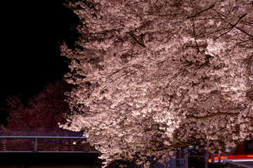 Cherry blossoms at night in full bloom.  満開の夜桜