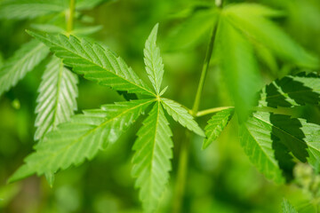 Young Cannabis leaves close up.