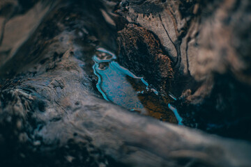 some water has accumulated in the log, wet wood 