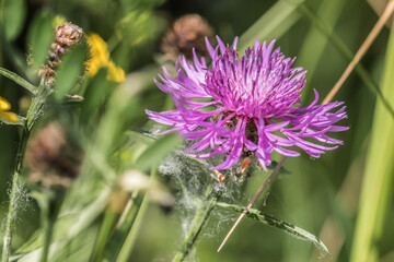 bee on a flower