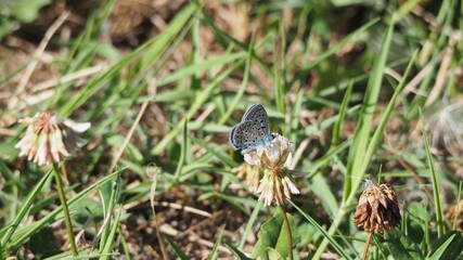vista lateral de una pequeña mariposa multicolor sobre una flor, con cuatro patas y dos antenas,...