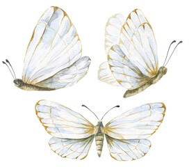 Watercolor white butterflies set isolated on white background. Watercolour wildlife illustration.