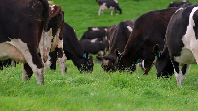 Holstein cows eating lush grass in green pasture outdoors, low angle